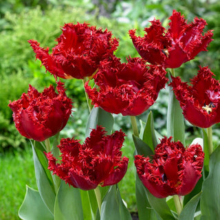 Tulipano - Maywood - Tulipa - Accento floreale innovativo per le aiuole - 5 bulbi