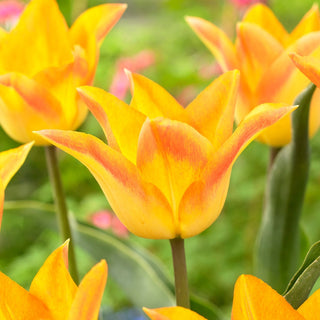 Tulipano - Moonblush - Tulipa - Fiori doppi di classe e raffinatezza - 5 bulbi