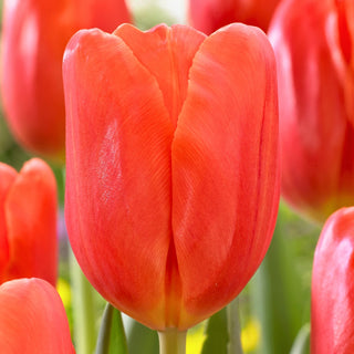 Tulipano - Orange Juice - Tulipa - Colore vivace, coltivazione facile - 5 bulbi
