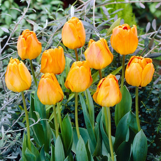 Tulipano - Orange Lion - Tulipa - Fioritura abbondante in aprile - 5 bulbi