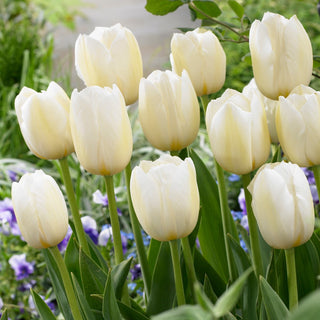 Tulipano - Paesi Bassi - Tulipa - Profumo delicato e fresco in giardino - 5 bulbi