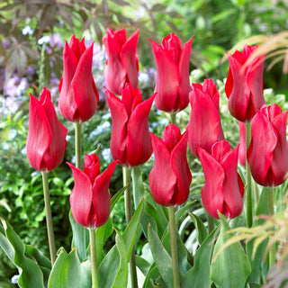 Tulipano - Pieter De Leur - Tulipa - A forma di giglio, fiori eleganti e slanciati - 5 bulbi