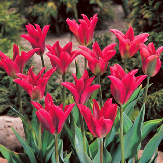 Tulipano - Pimpernel - Tulipa - Fiori a lunga freschezza - 5 bulbi