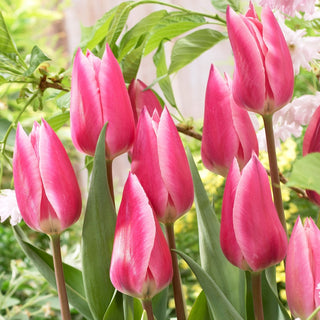 Tulipano - Pink Surprise - Tulipa - Facile da coltivare e curare - 5 bulbi