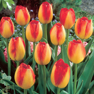 Tulipano - Prins Claus - Tulipa - Fiori in tonalità arancione - 5 bulbi