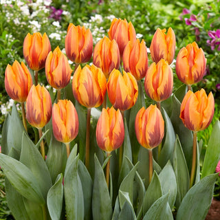 Tulipano - Prinses Irene - Tulipa - Effetto intenso multicolore - 5 bulbi