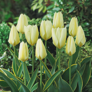 Tulipano - Purissima Design - Tulipa - Delicatezza raffinata e affidabile per bouquet - 5 bulbi