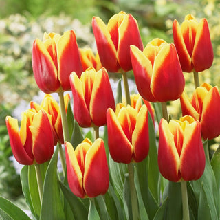 Tulipano - Reputation - Tulipa - Crea composizioni colorate e vivaci - 5 bulbi