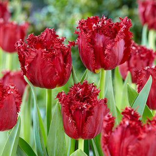 Tulipano - Versaci - Tulipa - Rosso, simbolo di giardino elegante - 5 bulbi