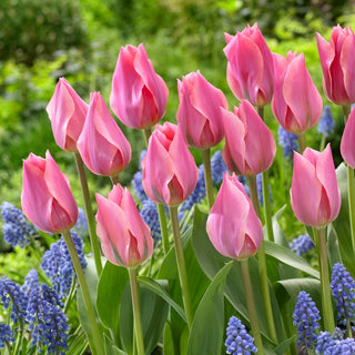 Tulipano - Albert Heijn - Tulipa - Grandi fiori rosa a calice - 5 bulbi