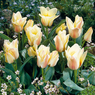 Tulipano - Albion Star - Tulipa - Tulipano da balcone poco esigente - 5 bulbi