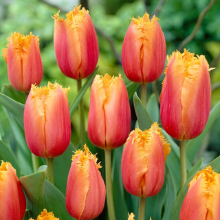 Tulipano - Aleppo - Tulipa - Bordi frangiati, stile moderno - 5 bulbi