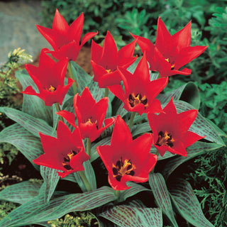 Tulipano - Ali Baba - Tulipa - Ricco di energia e freschezza - 5 bulbi