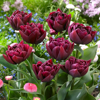 Tulipano - Alison Bradley - Tulipa - Varietà peoniforme esclusiva - 5 bulbi