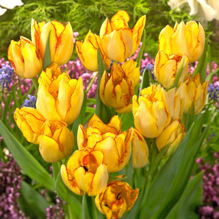 Tulipano - Aquilla - Tulipa - Precursore di primavera precoce - 5 bulbi