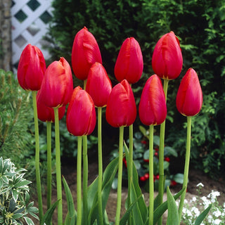 Tulipano - Avignon - Tulipa - Fiore classico dal carattere deciso - 5 bulbi