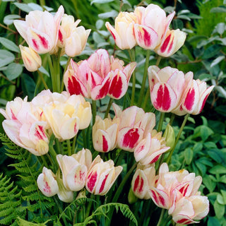 Tulipano - Candy Club - Tulipa - Varietà affascinante e dinamica - 5 bulbi