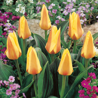 Tulipano - Miskodeed - Tulipa - Tulipano primaverile intenso - 5 bulbi