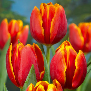 Tulipano - Renee Drake - Tulipa - Fiori intensi e duraturi - 5 bulbi