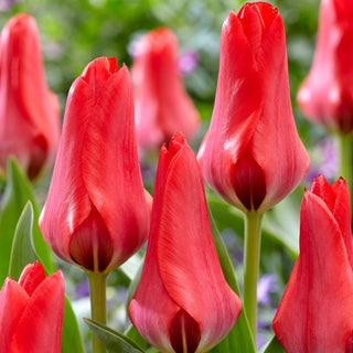 Tulipano - Soraya - Tulipa - Ideale per bouquet recisi - 5 bulbi