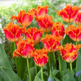 Tulipano - Real Time - Tulipa - Forma originale ed energia - 5 bulbi