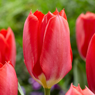 Tulipano - Red Purissima - Tulipa - Decorazione elegante e unica - 5 bulbi