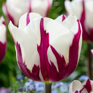 Tulipano - Rems Favourite - Tulipa - Motivo artistico elegante - 5 bulbi