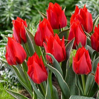 Tulipano - Rob Verlinden - Tulipa - Tulipano a fioritura precoce - 5 bulbi
