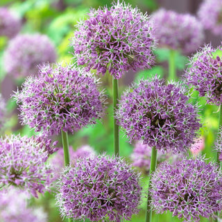 Allium stipitatum - Resistente alle condizioni variabili