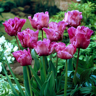 Tulipano pappagallo - Parrot purple - Tulipa - Ideale per diversi stili di giardino - 5 bulbi