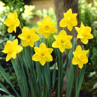 Narciso - California - Narcissus - Ideale per aiuole e giardini rocciosi - 5 bulbi