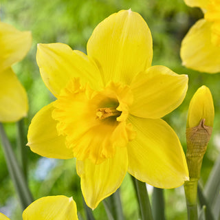 Narciso - Carlton - Narcissus - Fiori a tromba giallo intenso - 5 bulbi