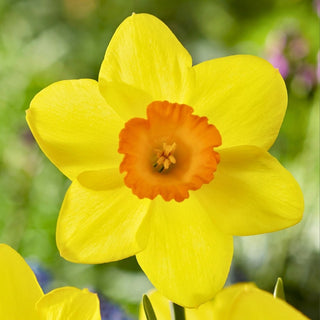 Narciso - Estremadura - Narcissus - Fiori bellissimi all’inizio della primavera - 5 bulbi