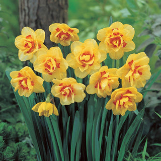 Narciso - Kiwi Sunset - Narcissus - Esplosione primaverile giallo arancione - 5 bulbi