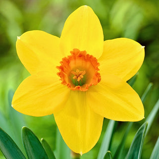 Narciso - Pinza - Narcissus - Fiori grandi dall'effetto wow in giardino - 5 bulbi