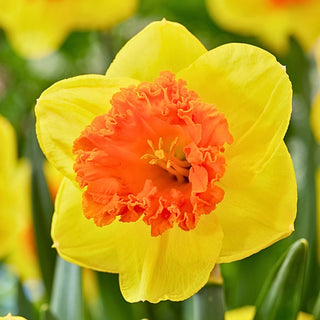 Narciso - Coral Crown - Narcissus - Accento scenografico della bordura di primavera - 5 bulbi