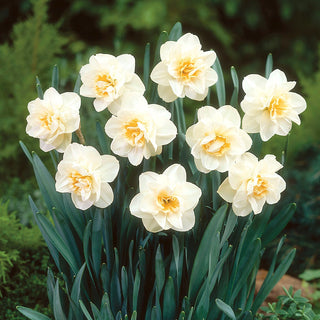 Narciso - Madison - Narcissus - Profumo delicato e fiore elegante - 5 bulbi