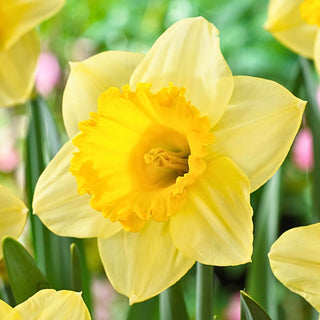 Narciso - Signor - Narcissus - Bello da solo o in gruppo - 5 bulbi