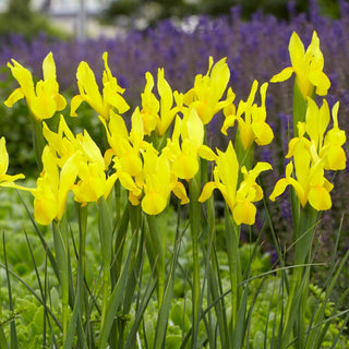 Iris hollandica - Strongold - Luce solare in giardino - 10 bulbi