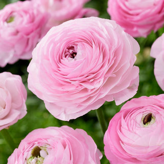 Ranuncolo - Rosa chiaro - Ranunculus - Dona al giardino un tocco romantico - 10 bulbi