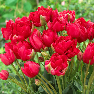 Tulipano - Estatic - Tulipa - Tulipano peonia a fiore doppio - 5 bulbi