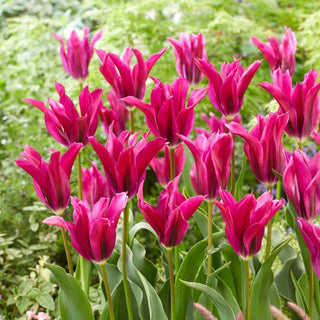 Tulipano - Purple Doll - Tulipa - Petali sfrangiati decorativi - 5 bulbi
