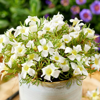 Oxalis - White Spider - Crescita compatta, grande effetto - 2 bulbi