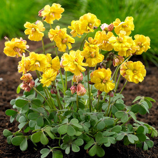 Oxalis - Double Trouble - Armonia romantica, resistente - 2 bulbi