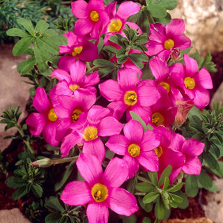 Oxalis hirta - Gothenburg - Bellezza compatta e resistente - 2 bulbi