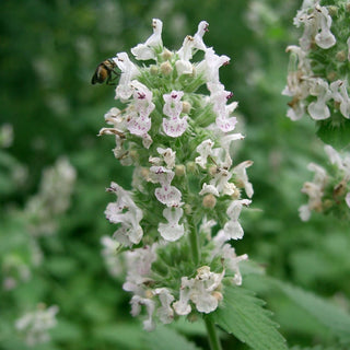 Nepeta - Crescita rapida e fioritura prolungata - Nepeta mussinii - 50 g