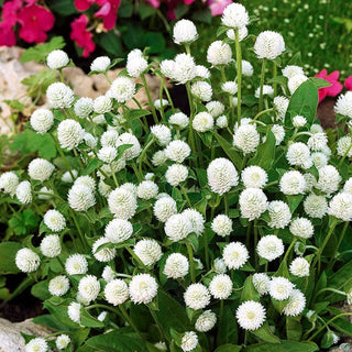Gomphrena Globosa - Bianco - Bianco delicato per composizioni floreali - Gomphrena globosa