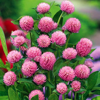 Gomphrena Globosa - Rosa - Rosa romantica per aiuole e vasi - Gomphrena globosa