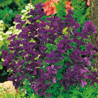 Salvia horminum - Blu - Decorativa per bouquet e facile da coltivare - Salvia horminum