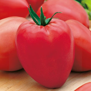 Pomodoro - Oxheart - Carnosi, a forma di cuore, grandi e dolci
